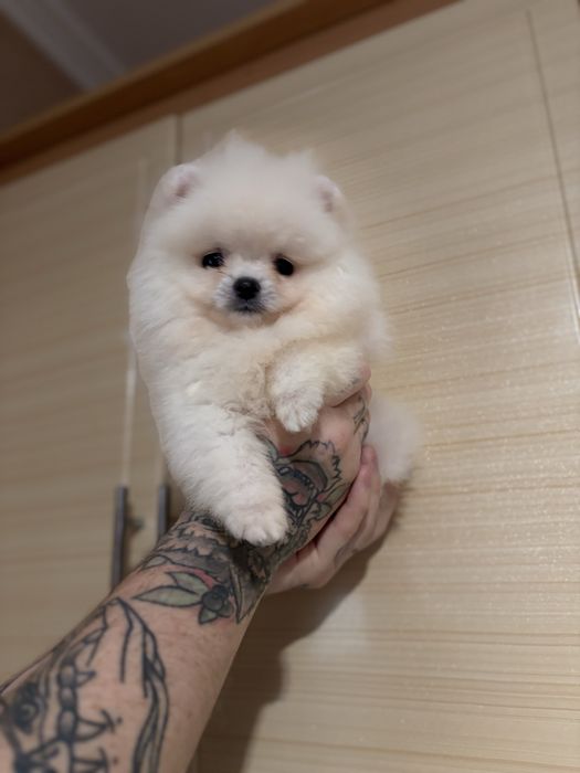 шикарний Ведмедик шоу класу