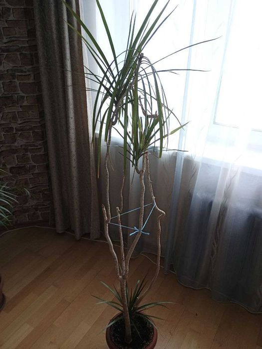 Драцена рефлексивна