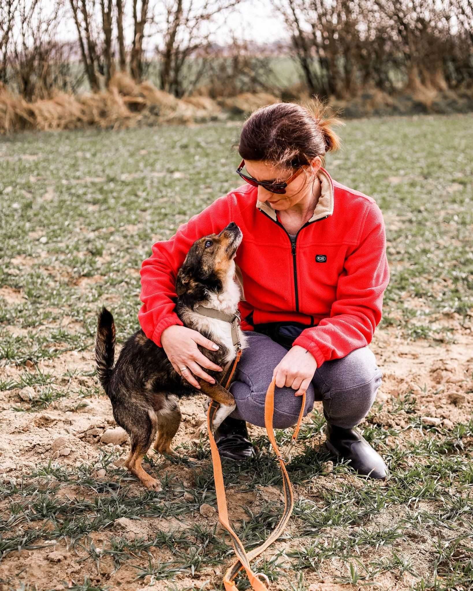 Karlik - przyjazny, mały psiak, szuka domu - do adopcji.