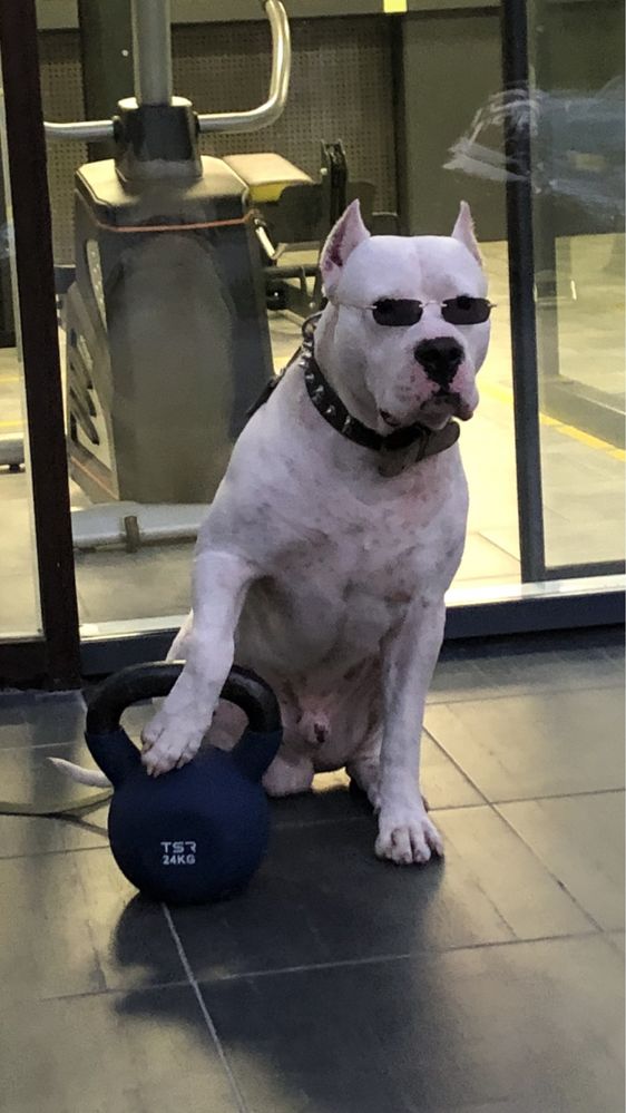 Аргентиський дог, Dogo Argentino, Аргентинский дог, вязка, злучка.