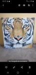 Tela decorativa nova Tigre 60x60