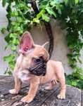 Bulldog Francês Fawn