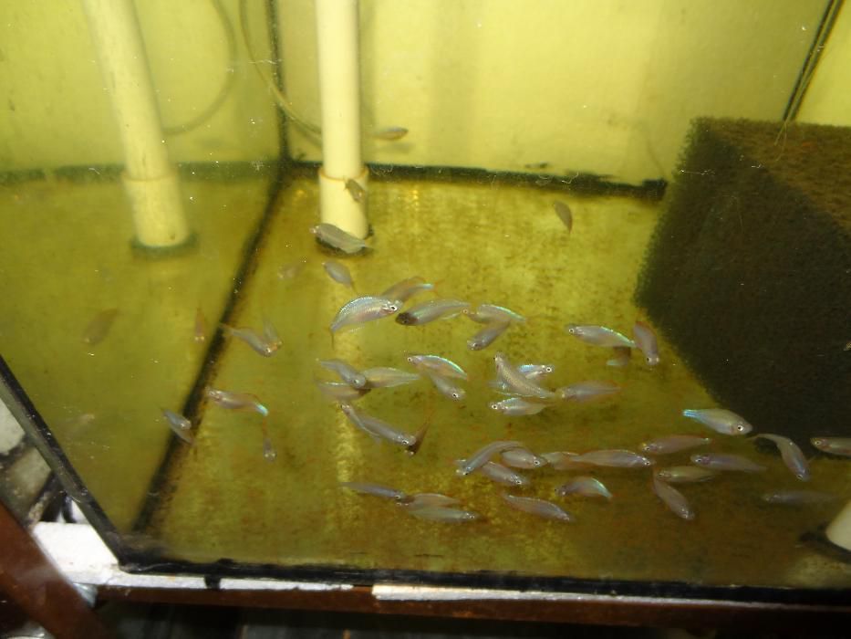 Brzanka, Gurami, Neon czerwony, Glonojad, Gupiki, Piskorek.