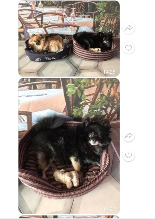 Лежак для собак, лежанка, лежачок, спальное место для собак и кошек