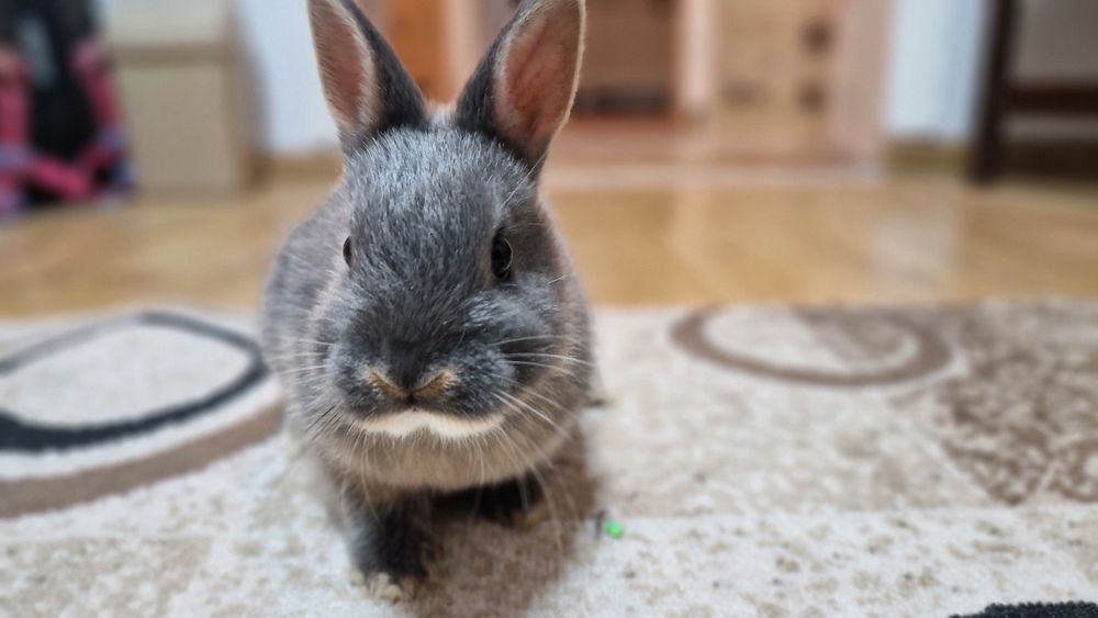 Новозеландські кролики