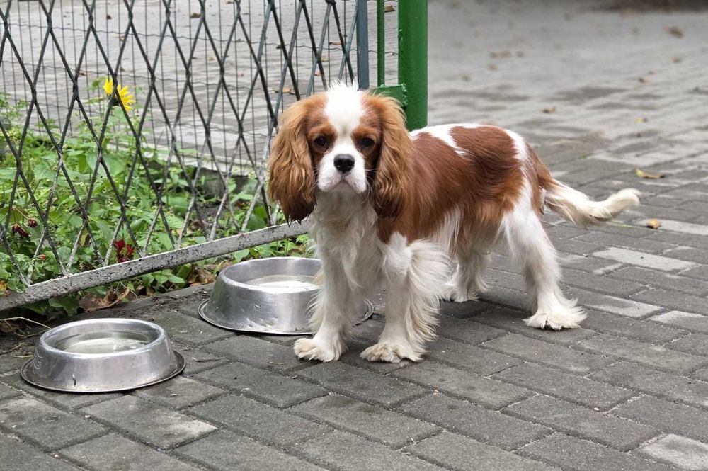 Cavalier  piesek z rodowodem ZKwP FCI