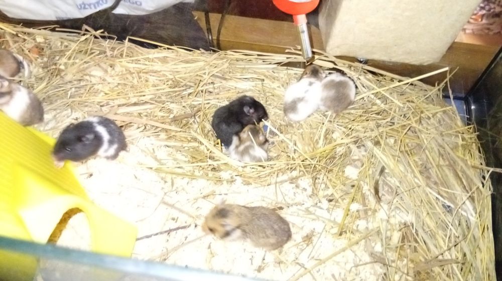 Sprzedam chomiki syryjskie zostały 2 sztuki