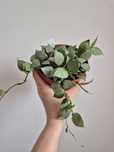 Hoya eskimo hoja