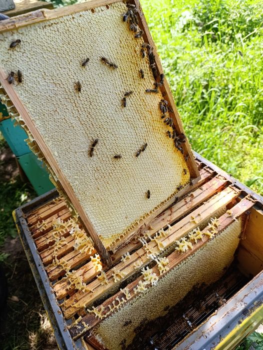 Prawdziwy Naturalny Miód z Mazurskiej Pasieki