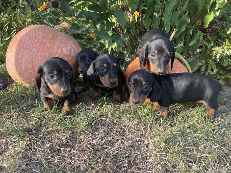 Jamnik miniaturowy/króliczy