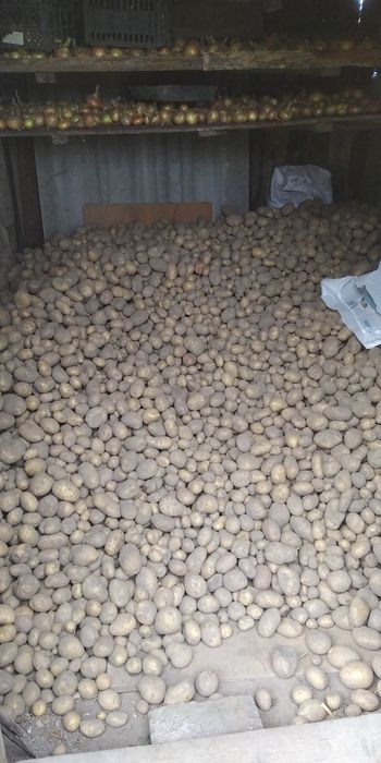 Картопля домашня,груба