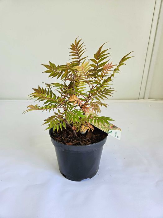 Tawlina jarzębolistna (Sorbaria sorbifolia)