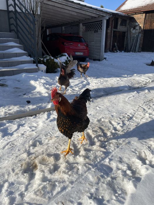 koguty włochy sprzedam