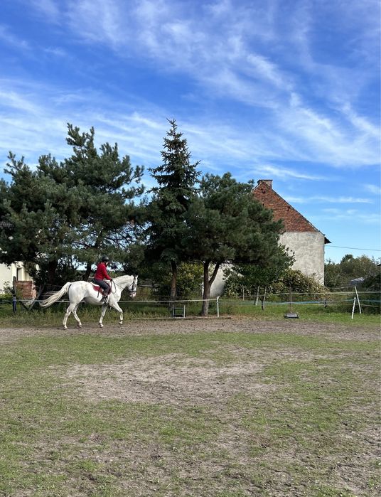 5 letni wałach / siwy tarant