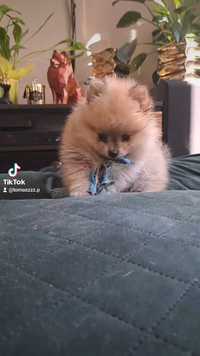 Szpic miniaturowy Pomeranian chłopak