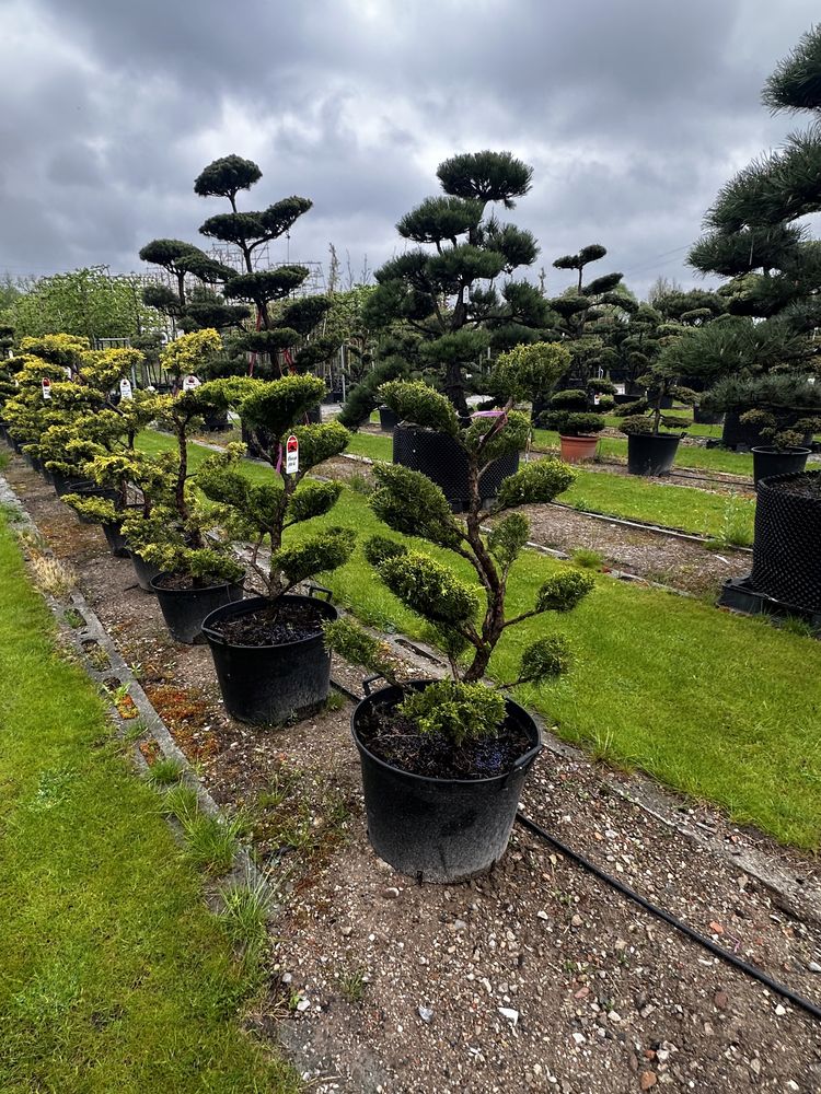 Juniperus jałowiec Bonsai Niwaki drzewa ogrodowe wyprzedaż BONSAI PARK