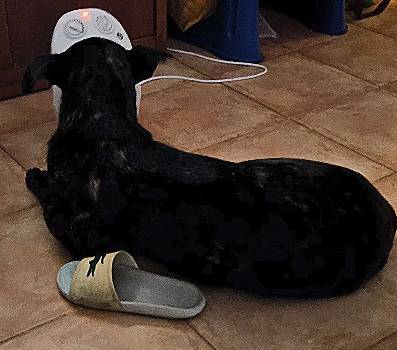 Adoção responsável