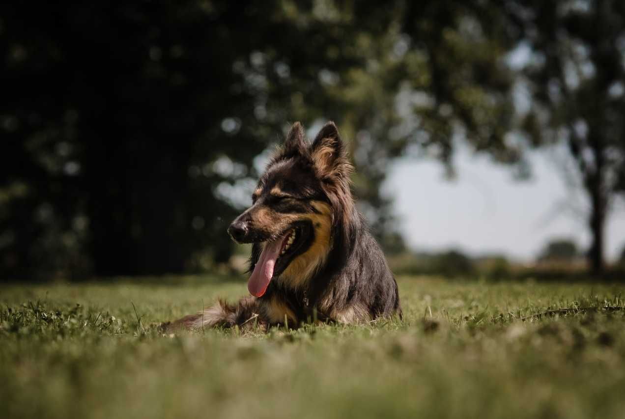 Pokochaj owczarkowatego przystojniaczka! :)