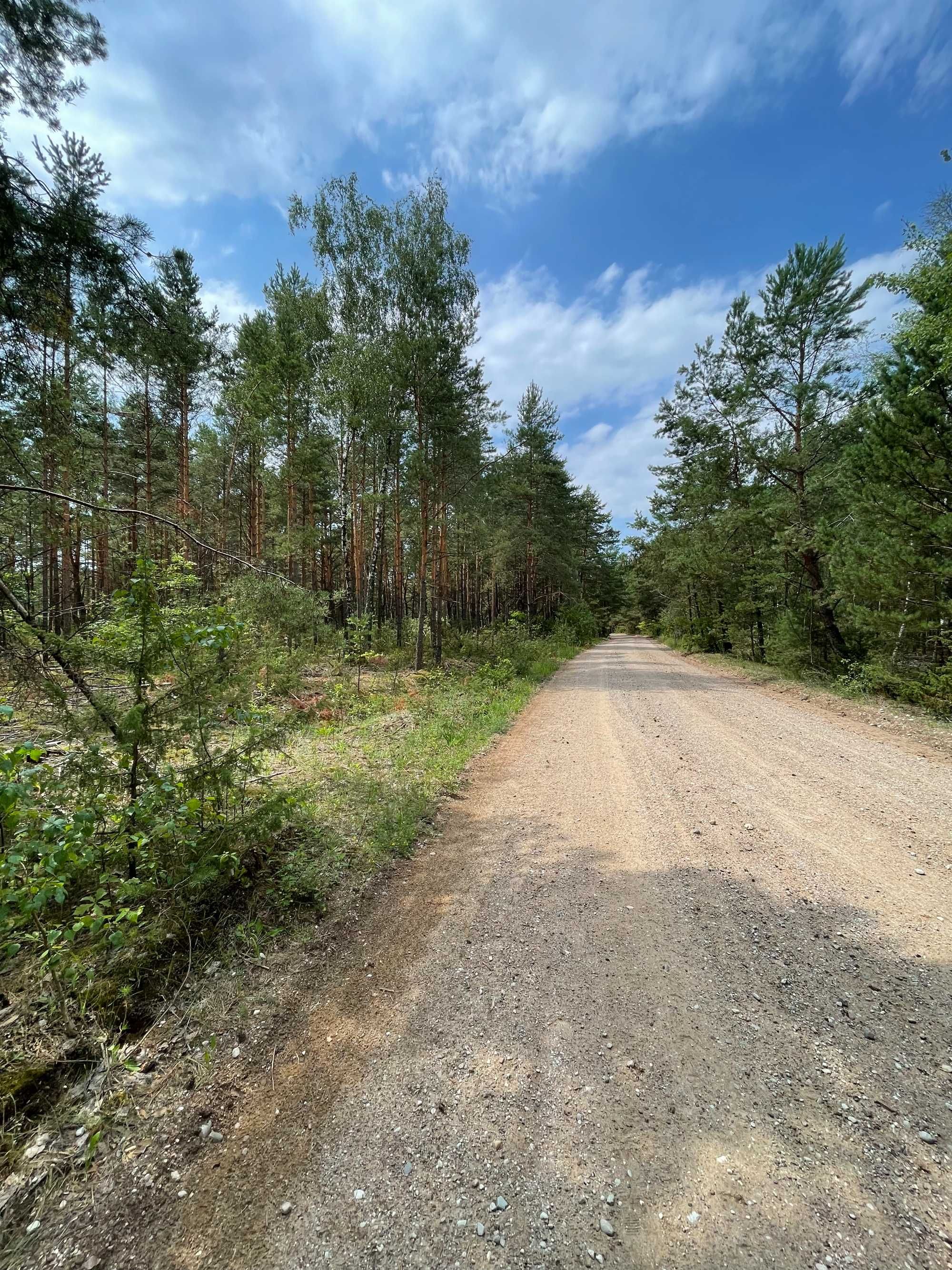 Działka Leśna w Kożynie 1,24 h Idealna pod Opał lub Inne Zastosowania