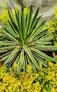 Juka (Yucca) Gloriosa Variegata Roslina ogrodowa/doniczkowa