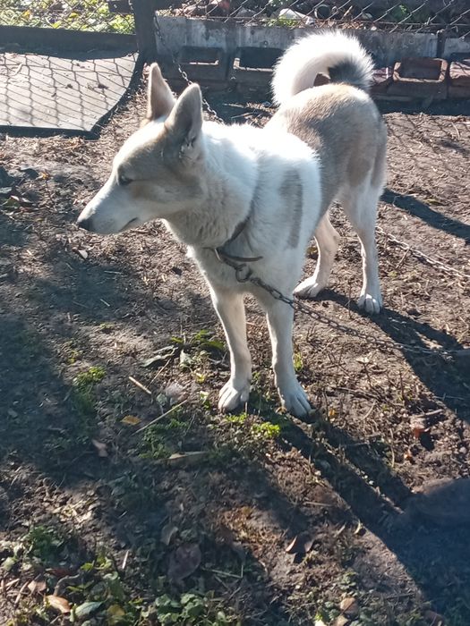 Продам ЗСЛ Сука 18 грудня буде рік за всіма питаннями пешить з воніть