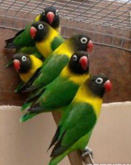 Попугаи Неразлучники масковые зеленые