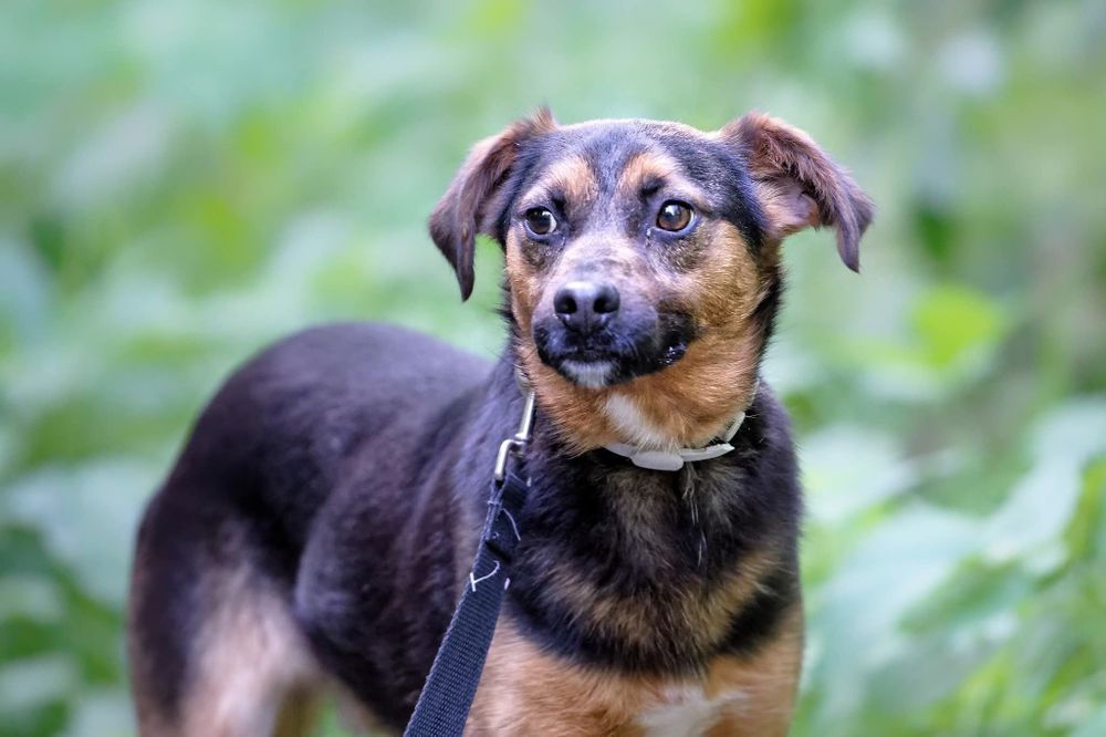 Maly lękusek Dropik szuka kochającego domu