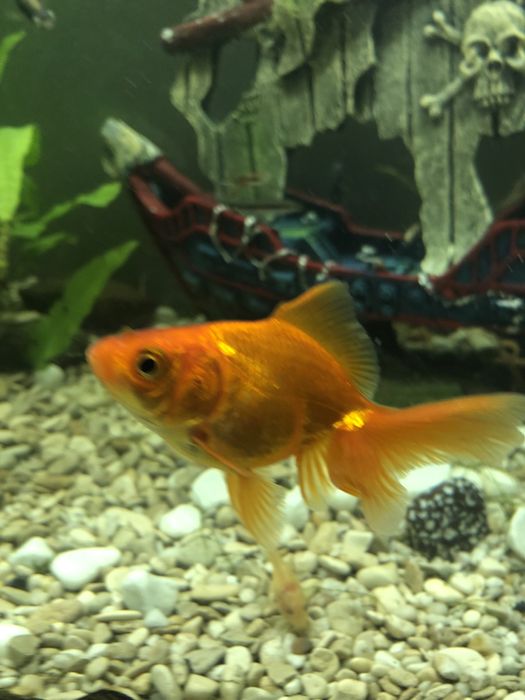 Ryba welon złota rybka