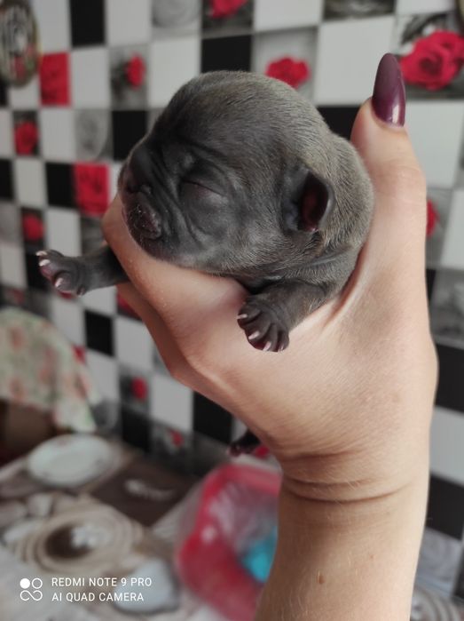 Вязка французкого бульдога