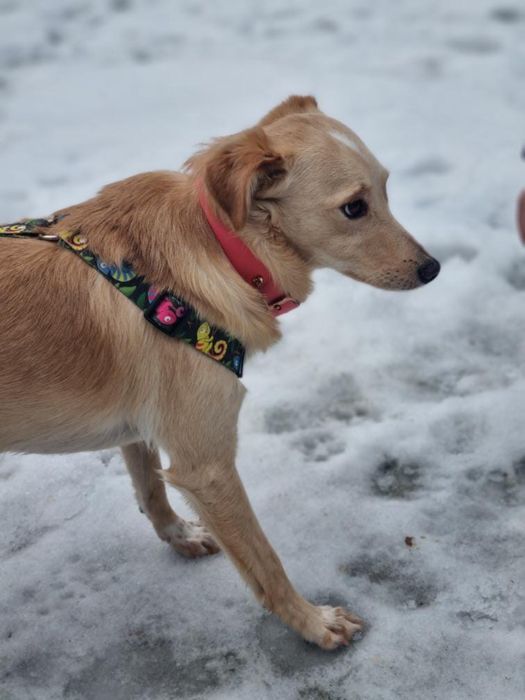 Biszkopt, ur. 2020, piesek ze schroniska