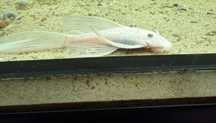 Sprzedam samca glonojada snow white long fin  dopiero rosnie mu poroże