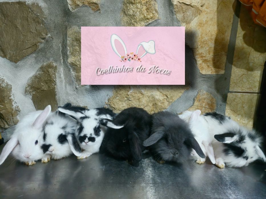 Coelhos anões mini lop