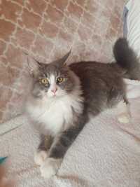 Sprzedam  kocurka  maine coon