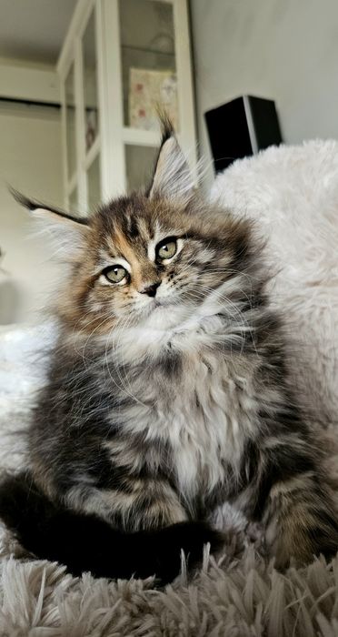 Kotka Maine Coon, bardzo długie futro, okaz FPL