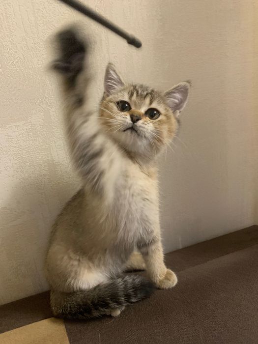 Продаются котята шотландские(шиншилы)