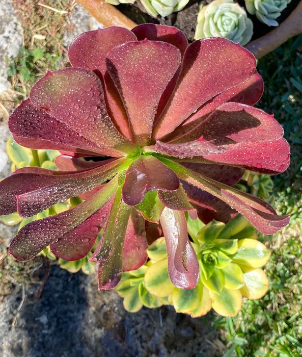 Suculentas aeonium vaso