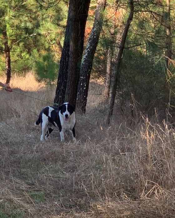 Billy- cão de porte grande para adoção