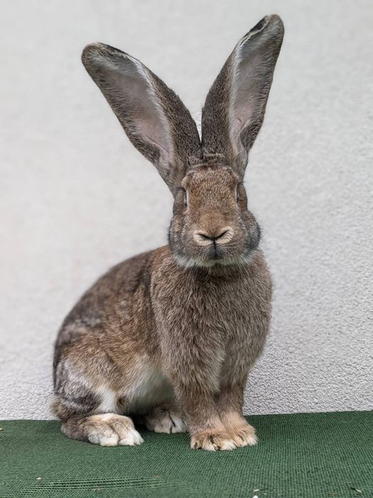 Самчик. Велетень 9 міс.