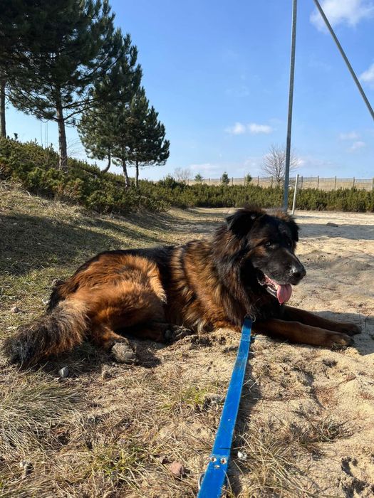 Pies w typie ON szuka domu