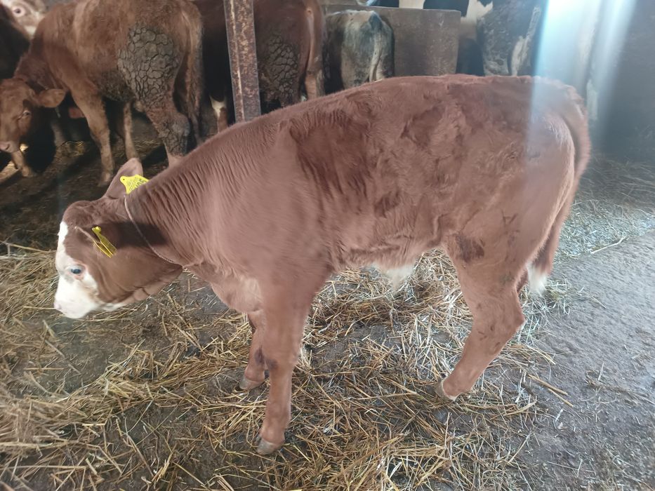 Byczki własnego chowu 3 sztuki mięsne i jałówka simental