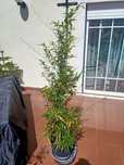 Planta Natural Bambu-preto - Phyllostachys nigra
