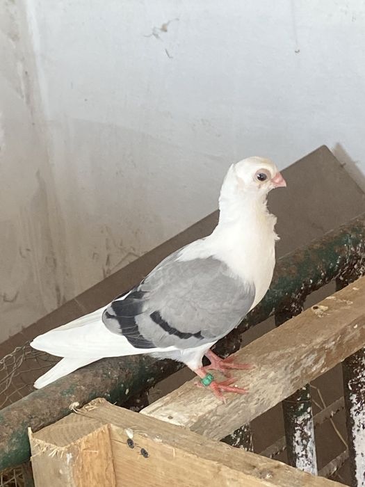 Mewi polskie, gołębie