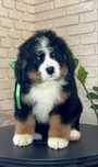RIANA / Bernese sennenhund