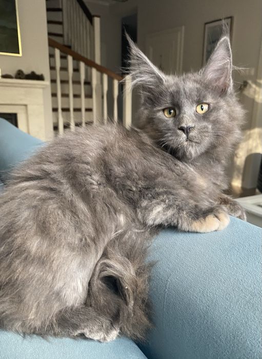 Blue cream kotka maine coon EXTASY Enklawa*PL