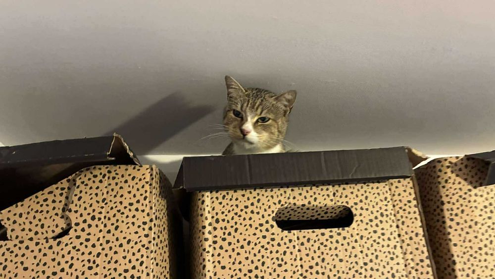 Bielik - kot do adopcji