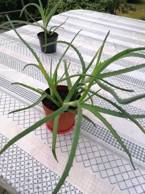 Aloes  drzewiasty sadzonki