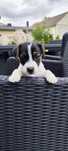 Jack Russell terrier