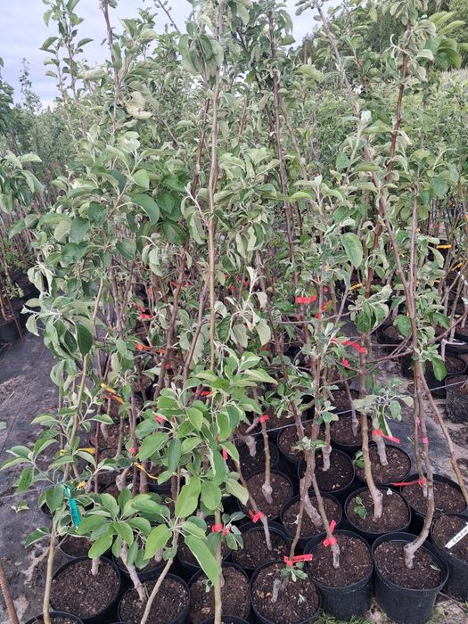 Drzewka owocowe w donicy