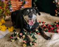 Cudowna suczka Sara mix TTB i labradora do adopcji