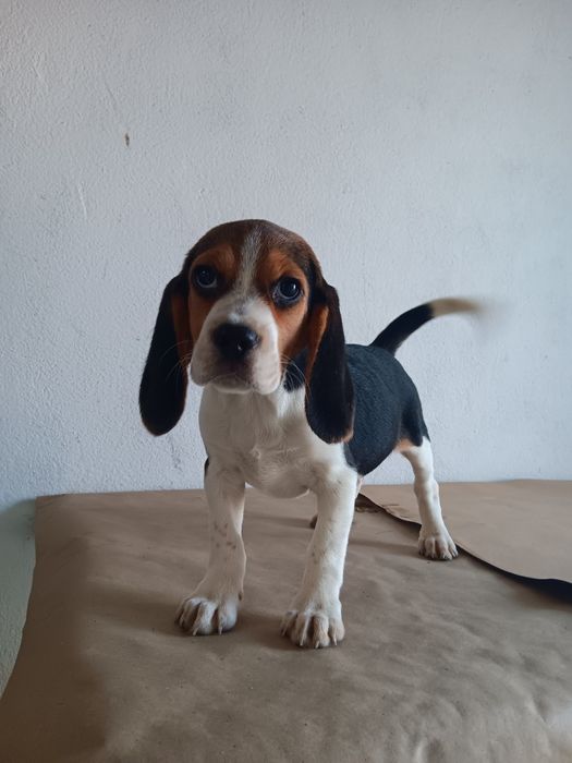 Beagle tricolor  fêmea